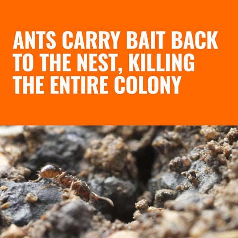 TERRO Outdoor Liquid Ant Bait Stakes, 12-Pack, Ready-to-Use Ant Killer Trap