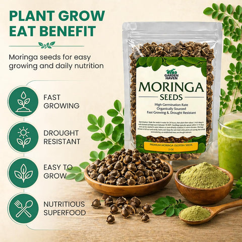 Moringa Seeds 2 oz, 200+ PKM1 Seeds for Eating & Planting