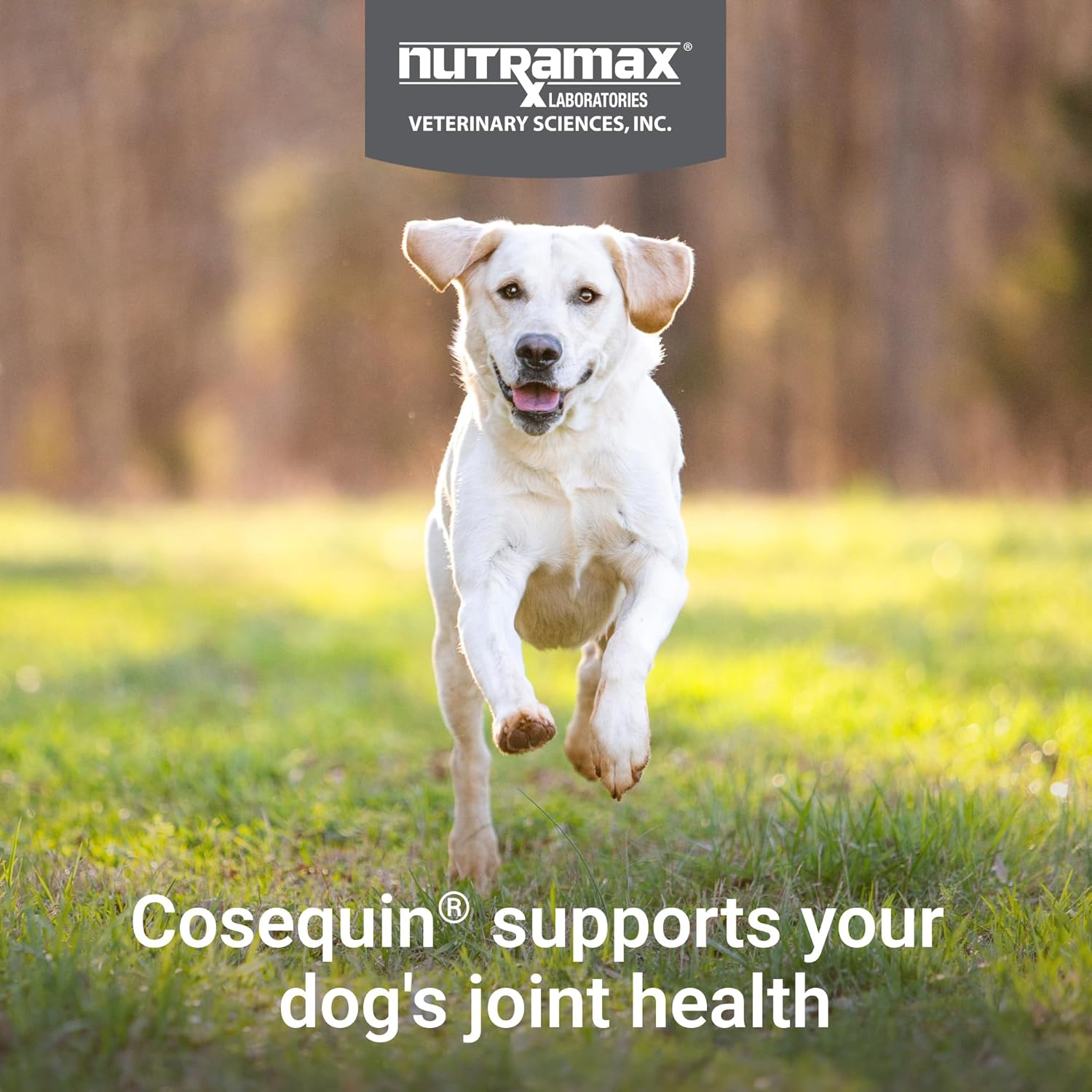 Nutramax Cosequin Joint Supplement for Dogs, Skin & Coat, Soft Chews,120ct