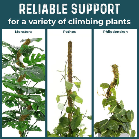 2pcs 42'' Real Forest Moss Pole Monstera Plant Support -Moisture Retaining