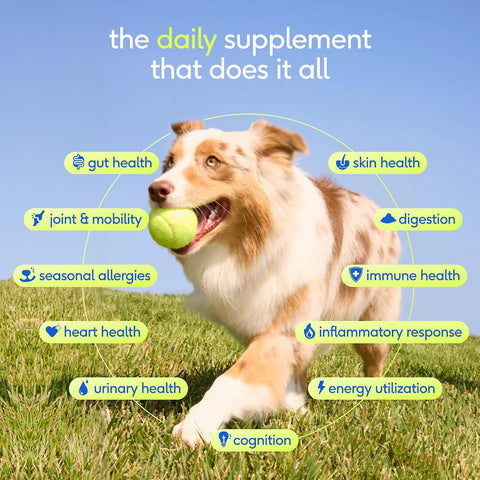 Native Pet The Daily Dog Vitamins & Supplements - 11-in-1 Multivitamin for Dogs - Daily Powder Supplement with Probiotics, Collagen - 120 Scoops