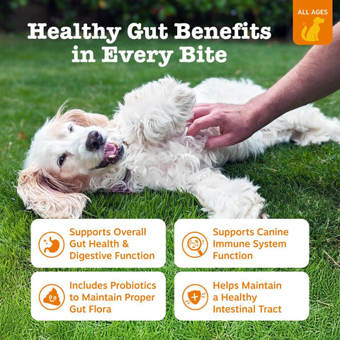 Zesty Paws Probiotics for Dogs - Gut Health for Dogs, Pumpkin, 90 Ct