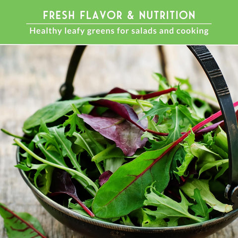 Leafy Greens Seeds Variety Pack – 5 Heirloom Collection