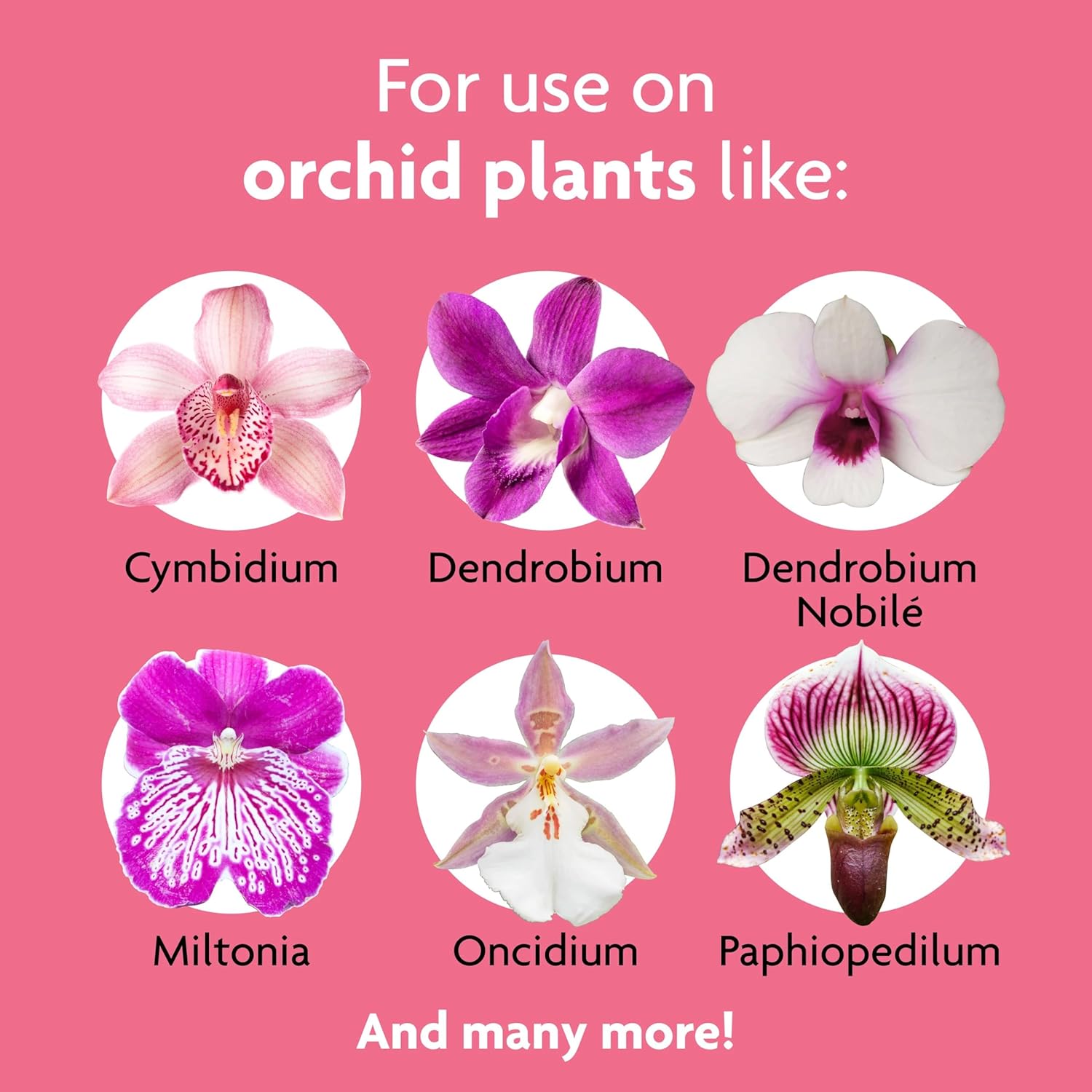 Miracle-Gro Orchid Plant Food Spikes - Indoor Plant Fertilizer Sticks for Potted Orchids, Feeds for up to 2 Months, 10 Spikes