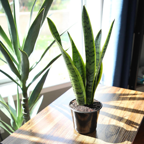Altman Plants Live Snake Plant (Laurentii), Virtually Indestructible, Easy Succulent Houseplant, 4 in Pot
