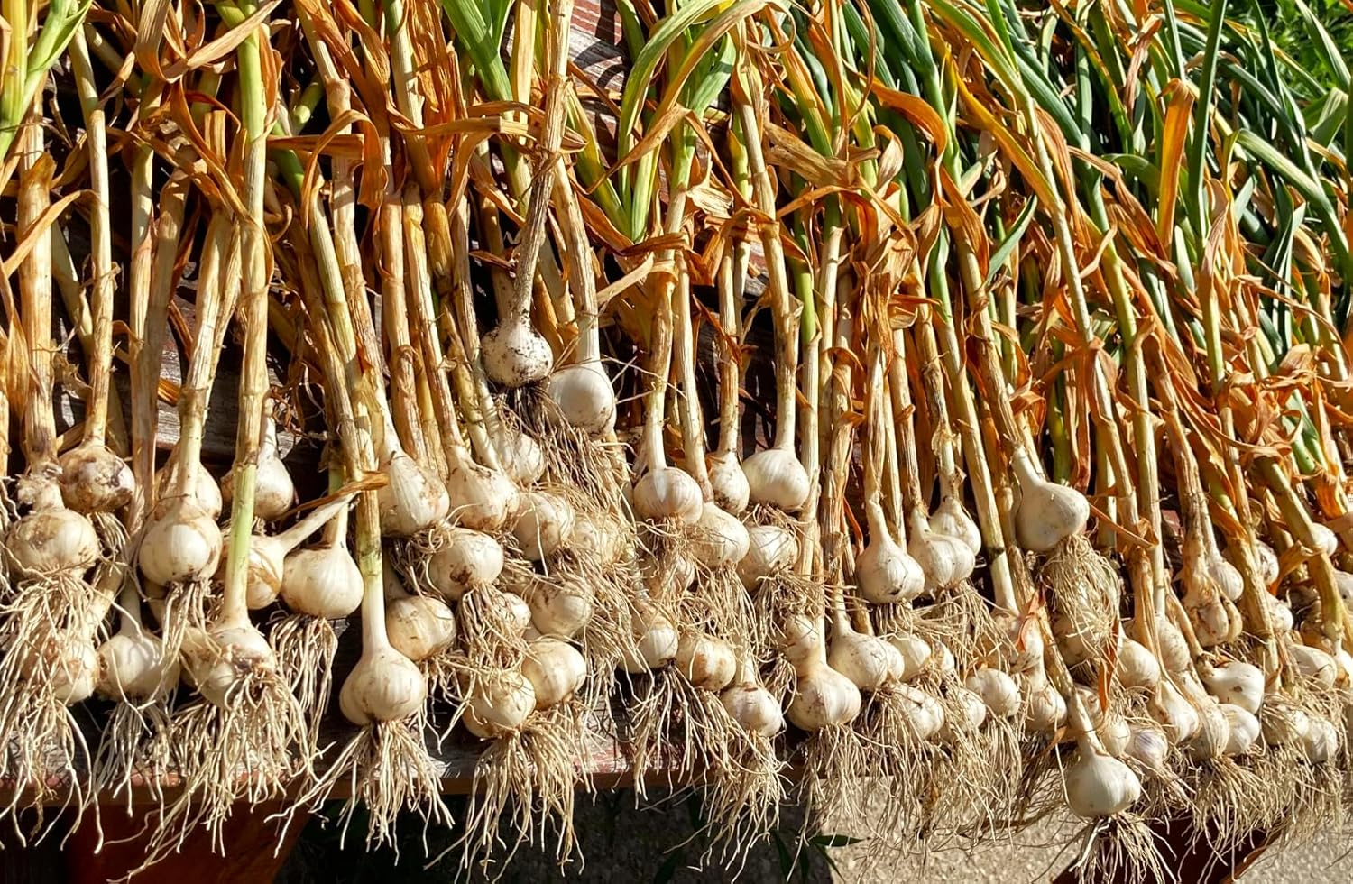 TomorrowSeeds - Music Hardneck Garlic Seed - 4 Bulbs - for Garden Planting Grow Porcelain White Musik Heads Perennial 2026