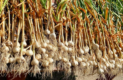 TomorrowSeeds - Music Hardneck Garlic Seed - 4 Bulbs - for Garden Planting Grow Porcelain White Musik Heads Perennial 2026