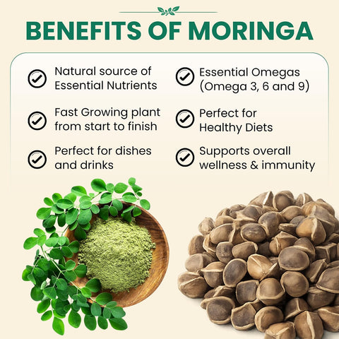 Moringa Seeds 2 oz, 200+ PKM1 Seeds for Eating & Planting