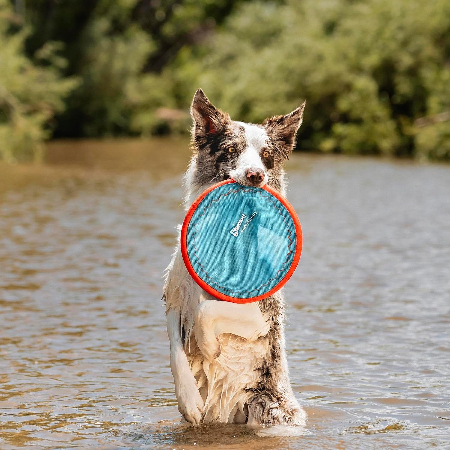 Chuckit! Paraflight Flying Disc Dog Toy, Floats, Size Large, 1 Pack
