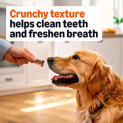 Amazon Basics Crunchy Dog Biscuits Gravy Basted Flavor Dog Treats 5 lb. Box