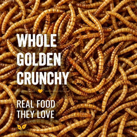 RANZ 2LB Dried Mealworms for Chickens & Wild Birds, Chicken Food