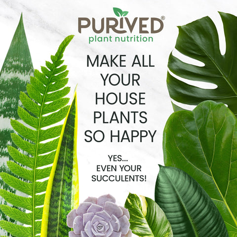 Purived 16oz All-Purpose Liquid Plant Fertilizer - Makes 50 Gallons, for Indoor Houseplants, All-Natural, Groundwater Safe, Made in USA