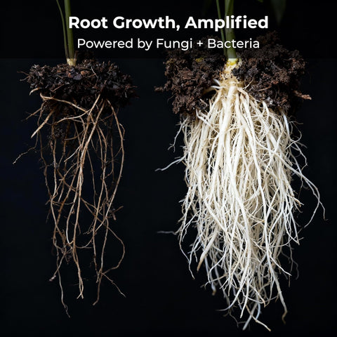 Real Growers Recharge – 5lb | Mycorrhizae Soil Microbe Inoculant for Living Soil & Coco Coir | Improves Nutrient Uptake & Root Growth