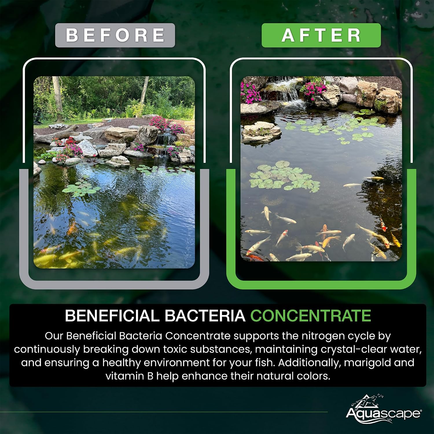 Aquascape 98950 Beneficial Bacteria Water Treatment Dry - 3.2 kg/7 lbs for Pond Water Feature Waterfall | Provides Clean, Clear and Healthy Water Conditions and Reduces Pond Maintenance