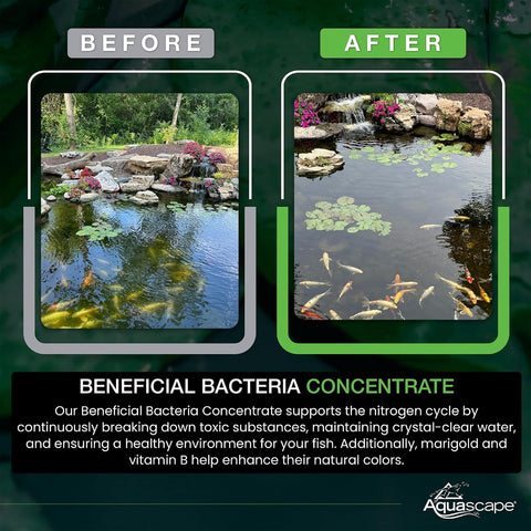Aquascape 98950 Beneficial Bacteria Water Treatment Dry - 3.2 kg/7 lbs for Pond Water Feature Waterfall | Provides Clean, Clear and Healthy Water Conditions and Reduces Pond Maintenance