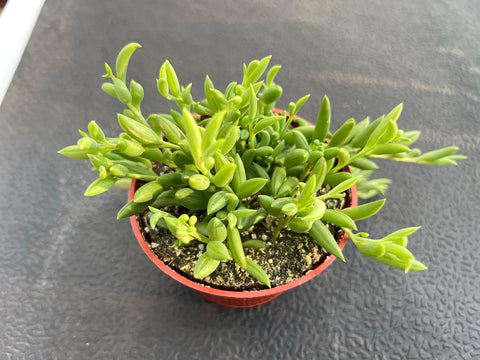 String of Bananas, Live Trailing Succulent Fully Rooted in 4" Pots with Soil Mix, Rare House Plant for Home Office Wedding Hanging Decoration, DIY Projects, Party Favor