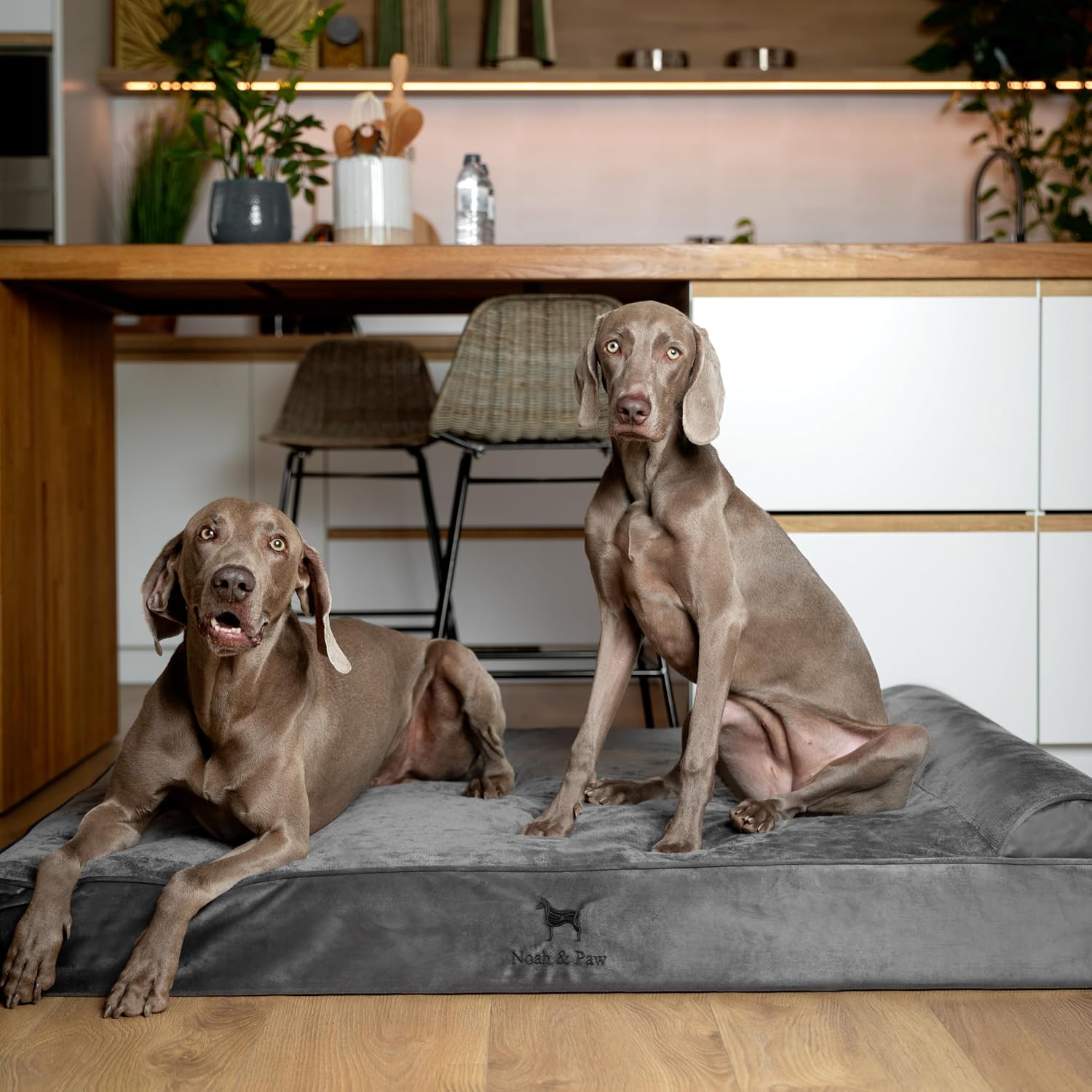 NOAH & PAW Giant Dog Bed XXL 55x45x9.5 Inch, Orthopedic Dog Beds, Eggshell Memory Foam Infused with Cooling Gel, Water Resistant, Machine Washable, Includes Inner Cover