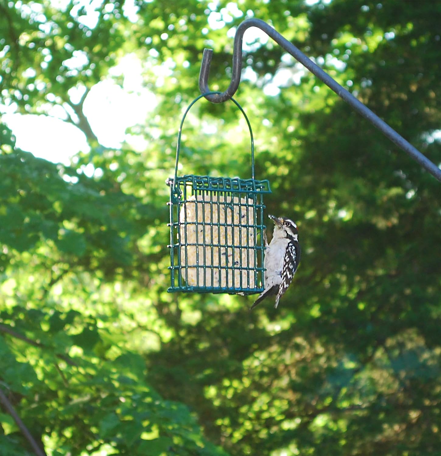 Wildlife Sciences Suet Plus 6 Pack Variety Feeder