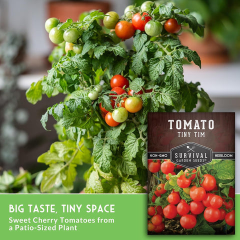 Tiny Tim Tomato Seeds - Survival Garden Seeds (3 Pack)