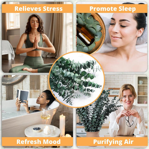 12PCS Dried Eucalyptus for Shower Hanging Real Preserved Eucalyptus Stems