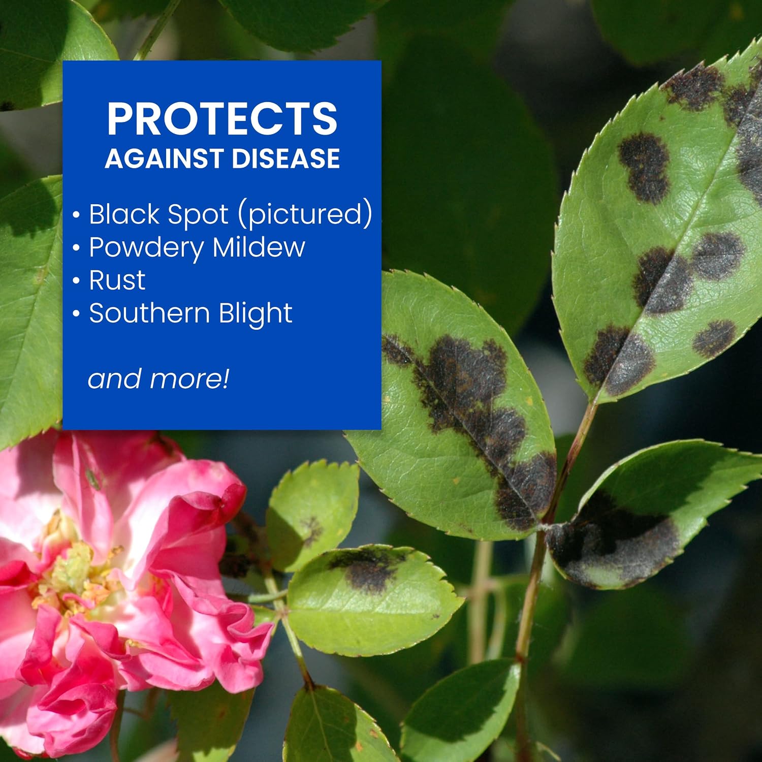 BioAdvanced All-in-One Rose and Flower Care I Granules - 4 lb Bottle