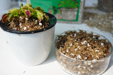 Carnivorous Plant Soil Mix 2 Qts, Include Perlite and Sphagnum Moss Debris, Great Potting Soil for Venus Fly Traps, Pitcher Plants, Sundews