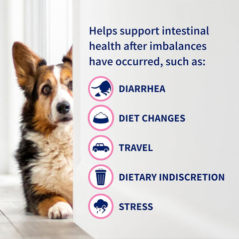 Nutramax Proviable Probiotics + Prebiotics for Dogs, Chewable Tablets, 60ct