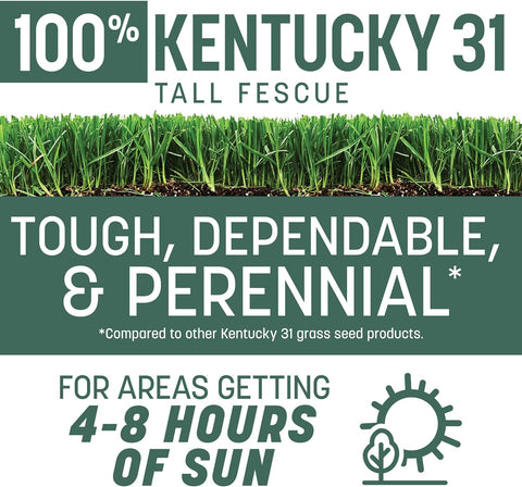 Pennington Kentucky 31 Fescue 40 LB Tall Fescue Grass Seed, Grass Seeds for Lawn