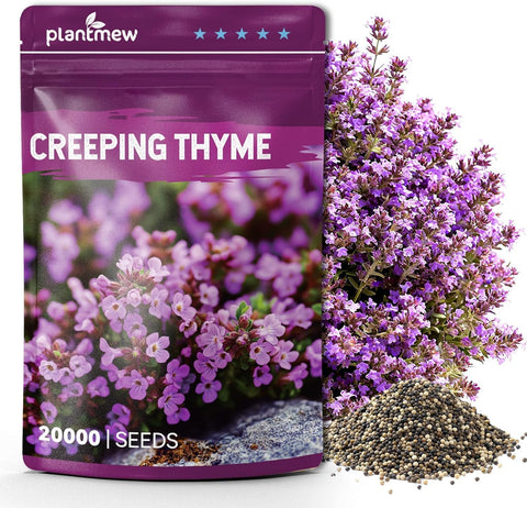 20000+ Creeping Thyme Seeds (Thymus Serpyllum), Ground Cover Seeds, Fragrant Lawn Alternative for Garden, Paths & Landscaping (10g / 0.35 oz)