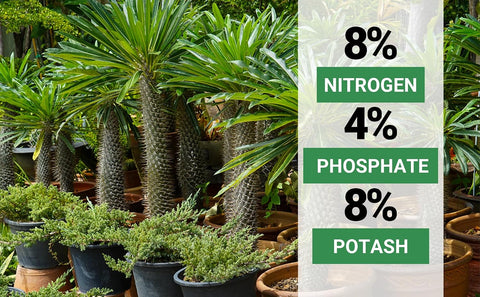 Gardenwise 8-4-8 Professional Palm Tree Fertilizer Plant Food; for Indoor Potted Plants and Outdoor Landscape Palm Trees; Quick-Release Nitrogen Fertilizer and Continuous Feeding (1/2 Quart)