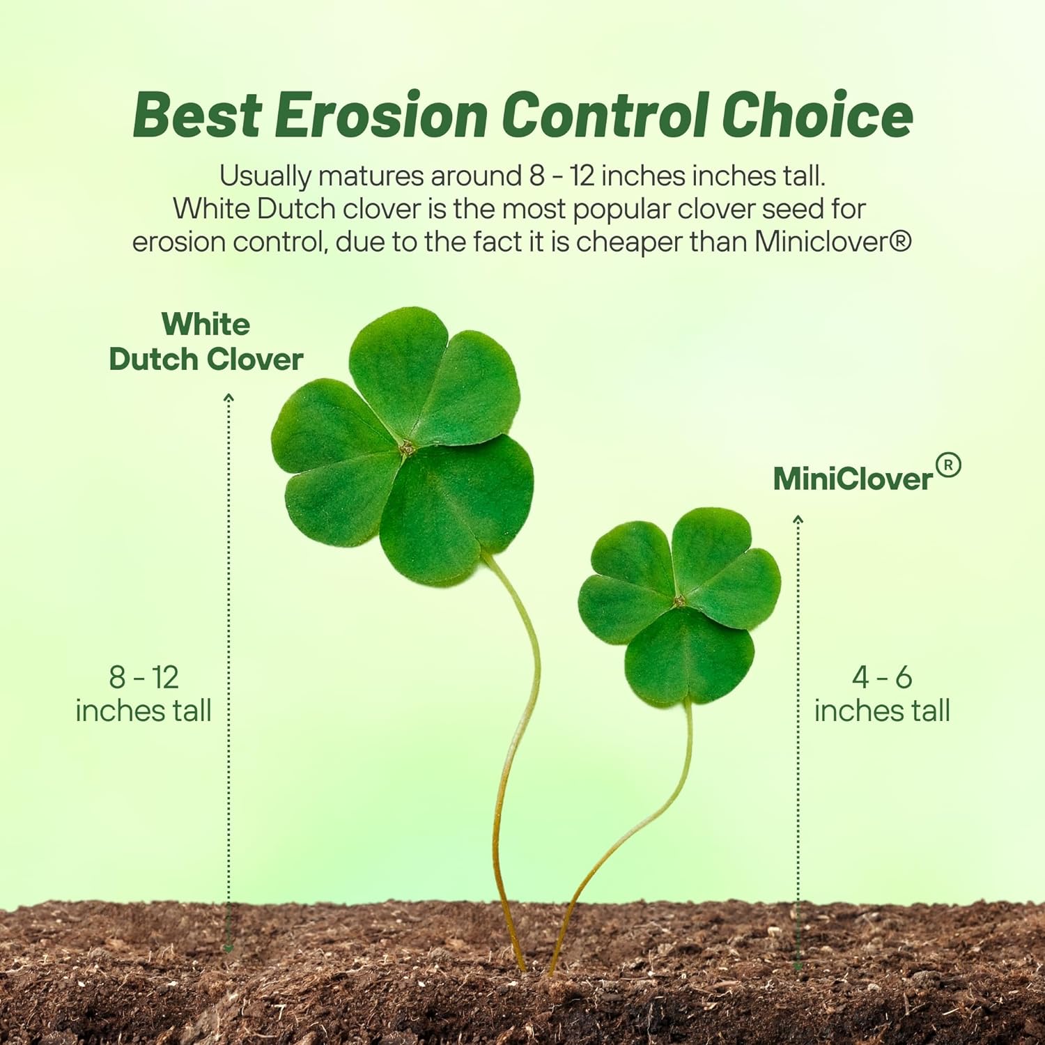 Outsidepride Perennial White Dutch Clover Seed - 5 lbs. Nitrocoated, Inoculated for Lawn Alternative, Erosion Control, Food Plots, Ground Cover, & Pasture Mixtures in USDA Zones 3-10