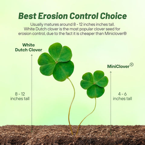 Outsidepride Perennial White Dutch Clover Seed - 5 lbs. Nitrocoated, Inoculated for Lawn Alternative, Erosion Control, Food Plots, Ground Cover, & Pasture Mixtures in USDA Zones 3-10
