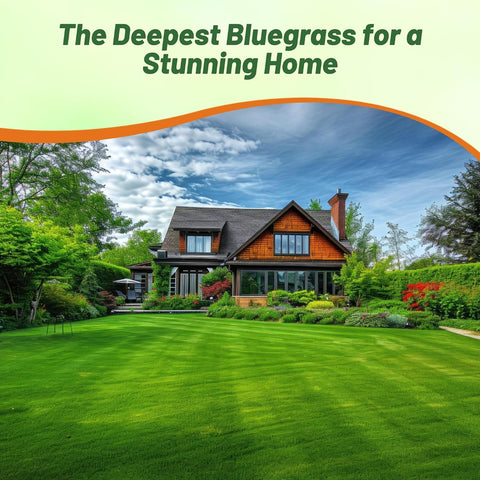 Outsidepride Midnight Kentucky Bluegrass Seed - 25 Lbs. Cold & Drought Tolerant, Sun-Loving Lawn Grass Seed, w/High Traffic Tolerance & Deep Root System, OptiGrowth Coated for Better Establishment