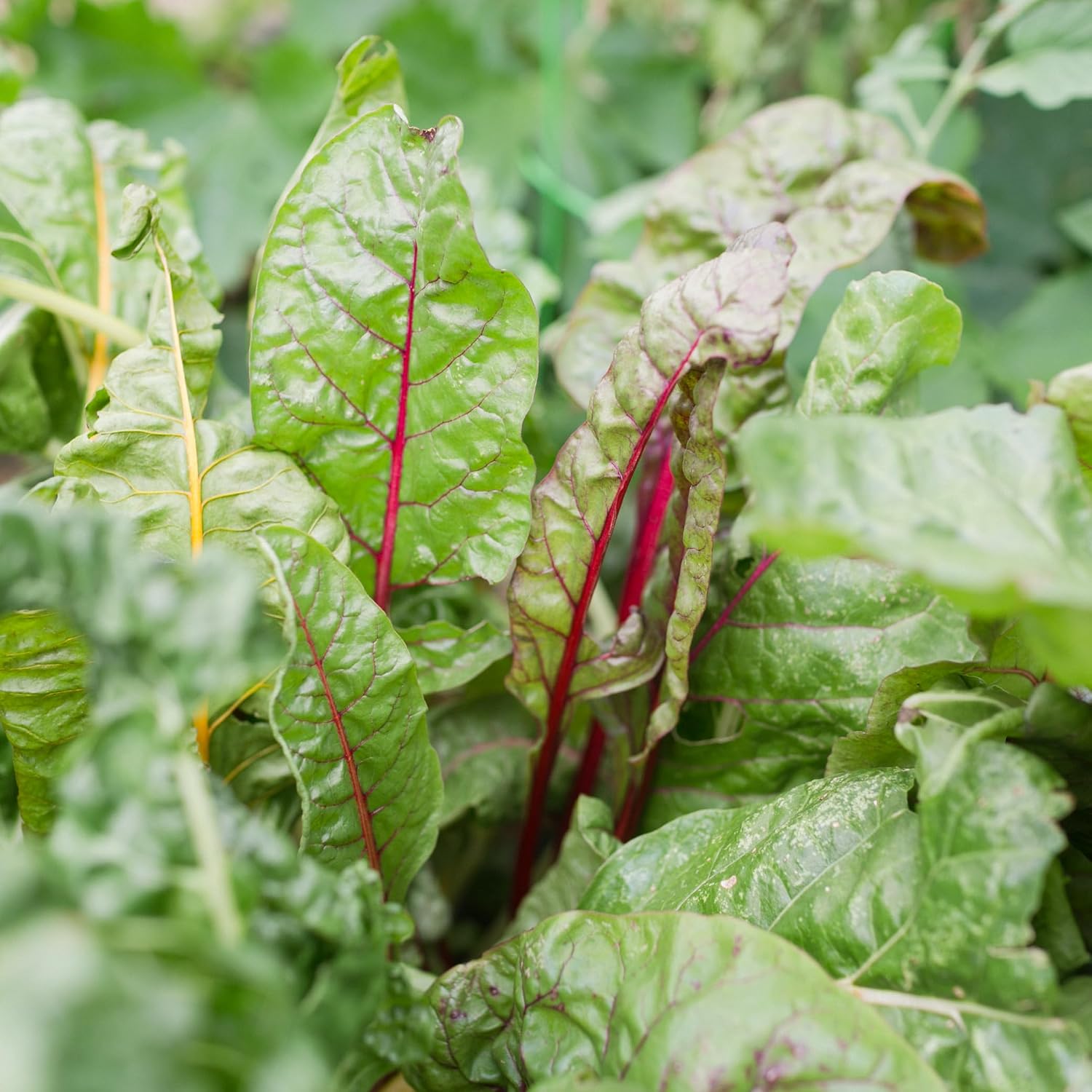 Sereniseed Certified Organic Leafy Greens Lettuce Seeds Collection (10-Pack) – 100% Non GMO, Open Pollinated – Grow Guide