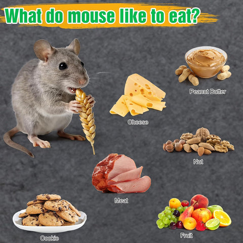4 Pcs Humane Mouse Traps Indoor for Home, Live Trap No Kill Catch & Release
