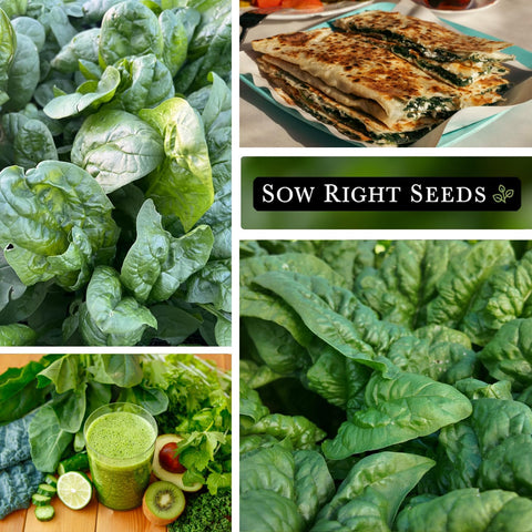 Sow Right Seeds- Bloomsdale Spinach Seed for Planting Your Vegetable Garden