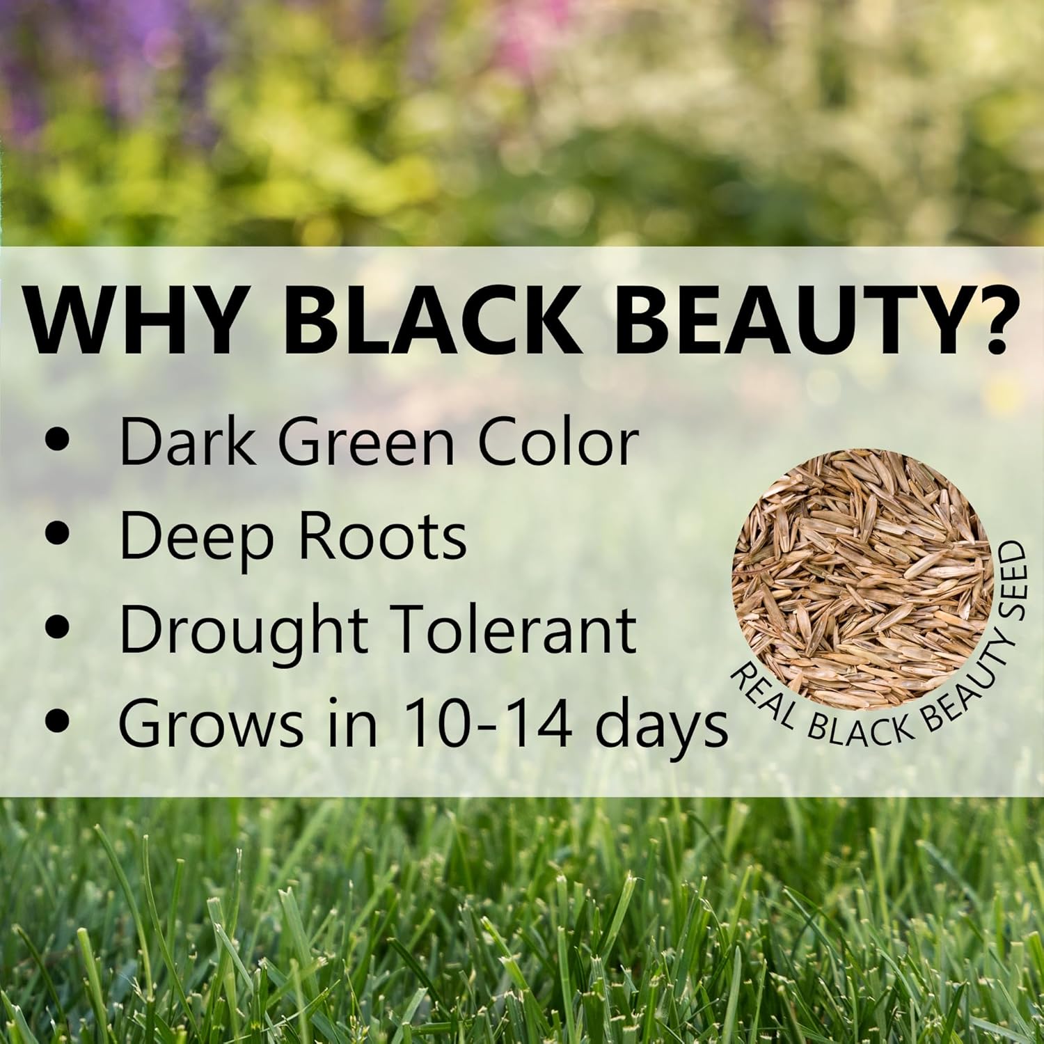 Jonathan Green Black Beauty Sun & Shade Grass Seed - 15 lb