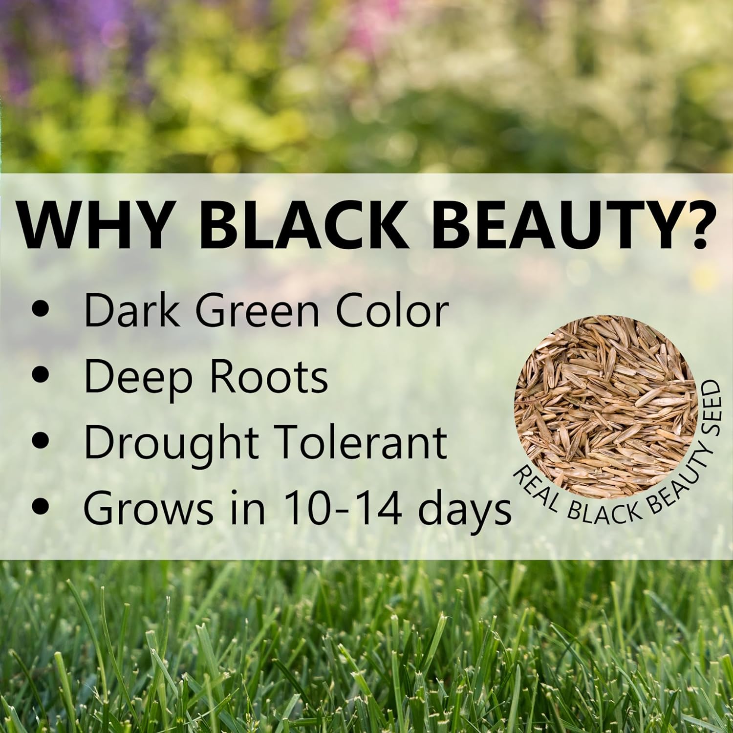 Jonathan Green Black Beauty Sun & Shade Grass Seed - 25 lb