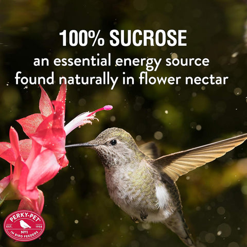 Perky-Pet Hummingbird Nectar Concentrate for Hummingbird Feeders - 8 oz Powder - Makes 48 fl oz Nectar - 240SF - Attract and Feed Humming Birds