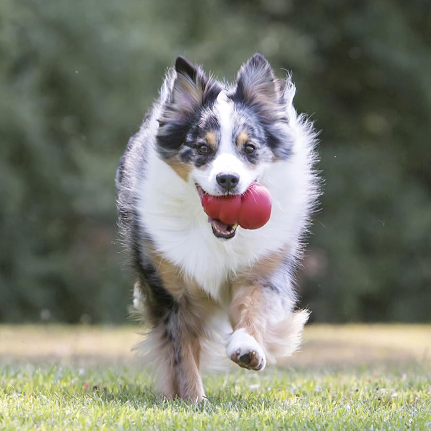 KONG Classic Stuffable Dog Toy, Natural Rubber Chew, for Large Dogs
