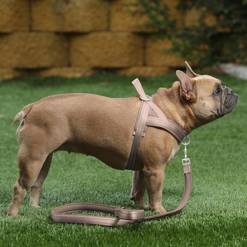 Plutus Pet No Pull Dog Harness for Large Dogs, Breathable Mesh Padded