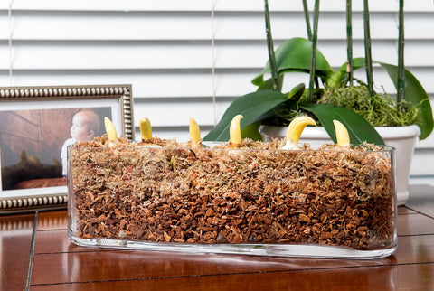 SuperMoss (23112) Orchid Potting Bark, 100% Natural White Fir Bark, 3/4", 3 Cu. Ft.