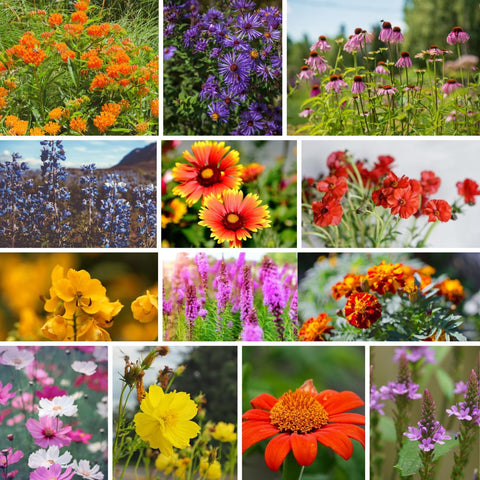 Mountain Valley Seed Co National Wildflower Seed Collection – Perennial Mix
