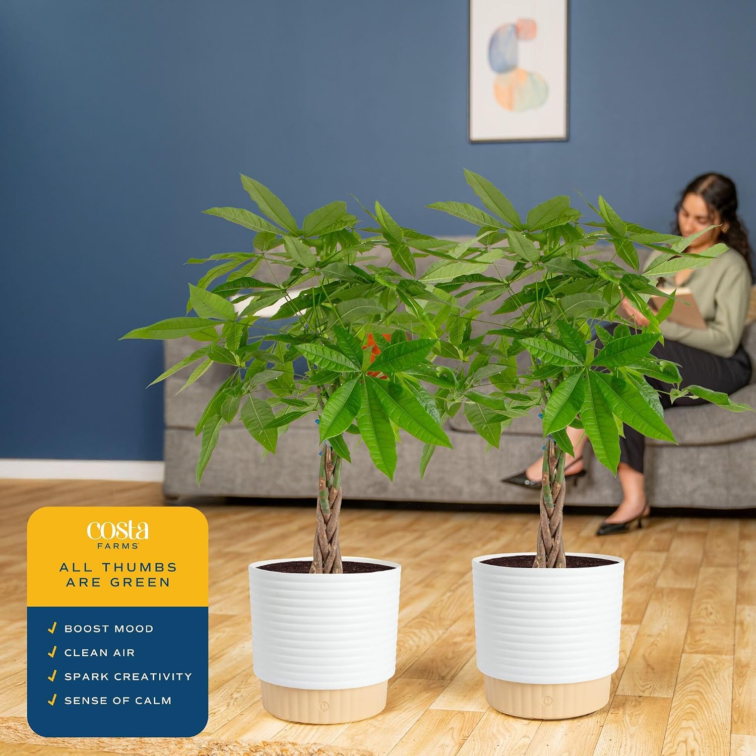 Costa Farms Money Tree, Live Indoor Plant, Braided Trunk, Easy Care