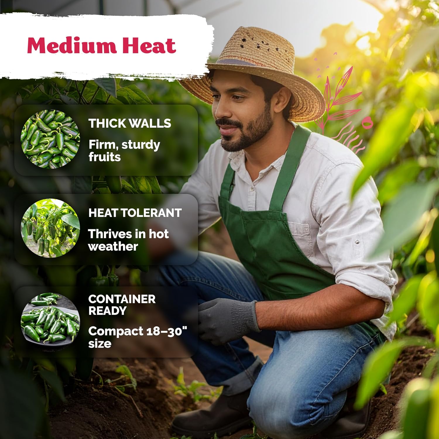 250 Jalapeno Peppers M Heirloom Vegetable Seeds, Capsicum Annuum