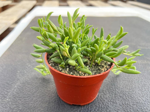 String of Bananas, Live Trailing Succulent Fully Rooted in 4" Pots with Soil Mix, Rare House Plant for Home Office Wedding Hanging Decoration, DIY Projects, Party Favor