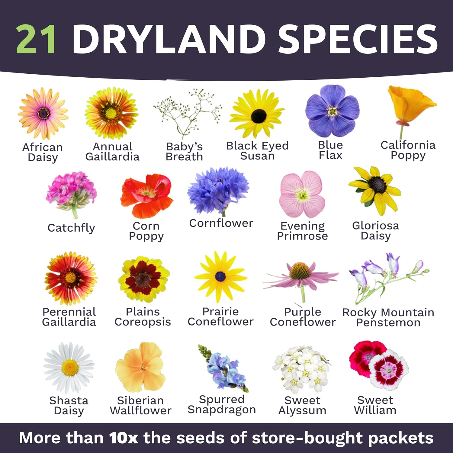 Drought Tolerant Wildflowers Mix – Bulk 5 Pounds – Over 600,000 Open Pollinated Non-GMO Seeds – 21 Different Dryland Species