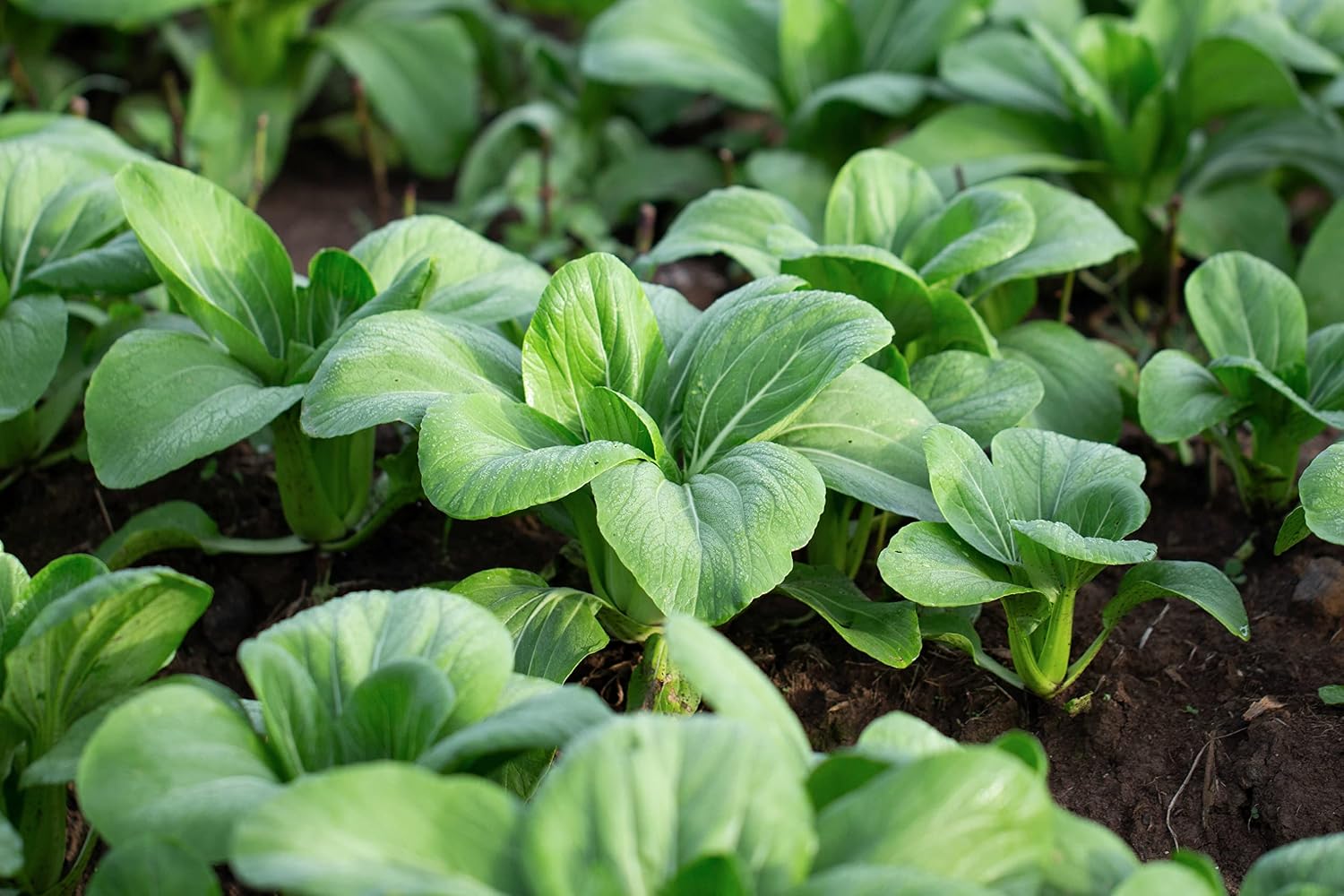 1000 Baby Bok Choy Seeds - Shanghai Green Stem - Heirloom Non-GMO Vegetable Seeds for Planting - AKA Pak Choi, Pok Choi, Chinese Cabbage