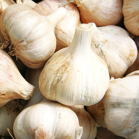 TomorrowSeeds - Music Hardneck Garlic Seed - 4 Bulbs - for Garden Planting Grow Porcelain White Musik Heads Perennial 2026