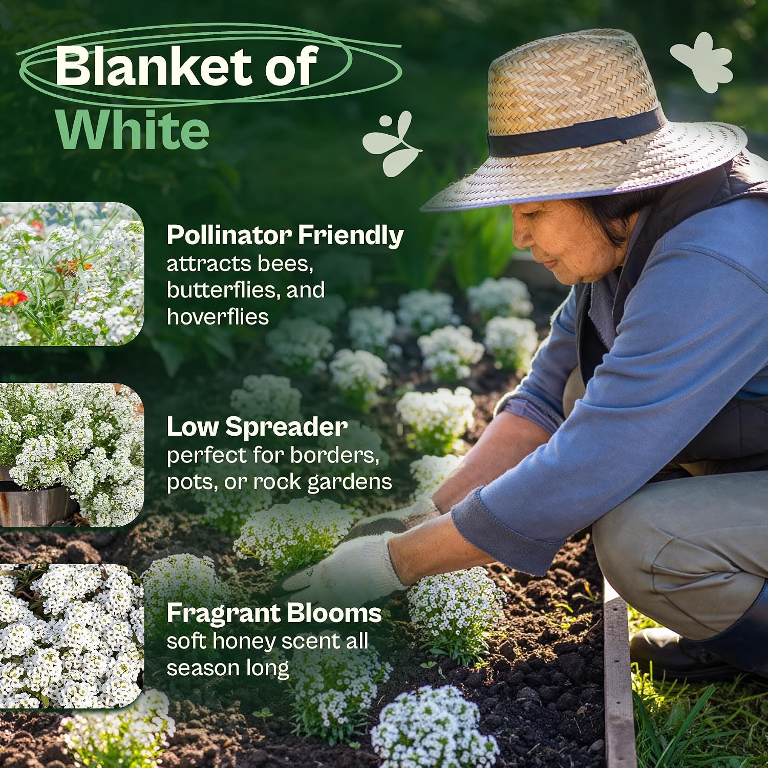 SVI 3000 Carpet of Snow Sweet Alyssum Seeds (Lobularia maritima) – White Sweet Alyssum Seed Packets Bulk – Ground Cover Seed Pack, Flower Seeds for Outside, Containers, Flower Beds